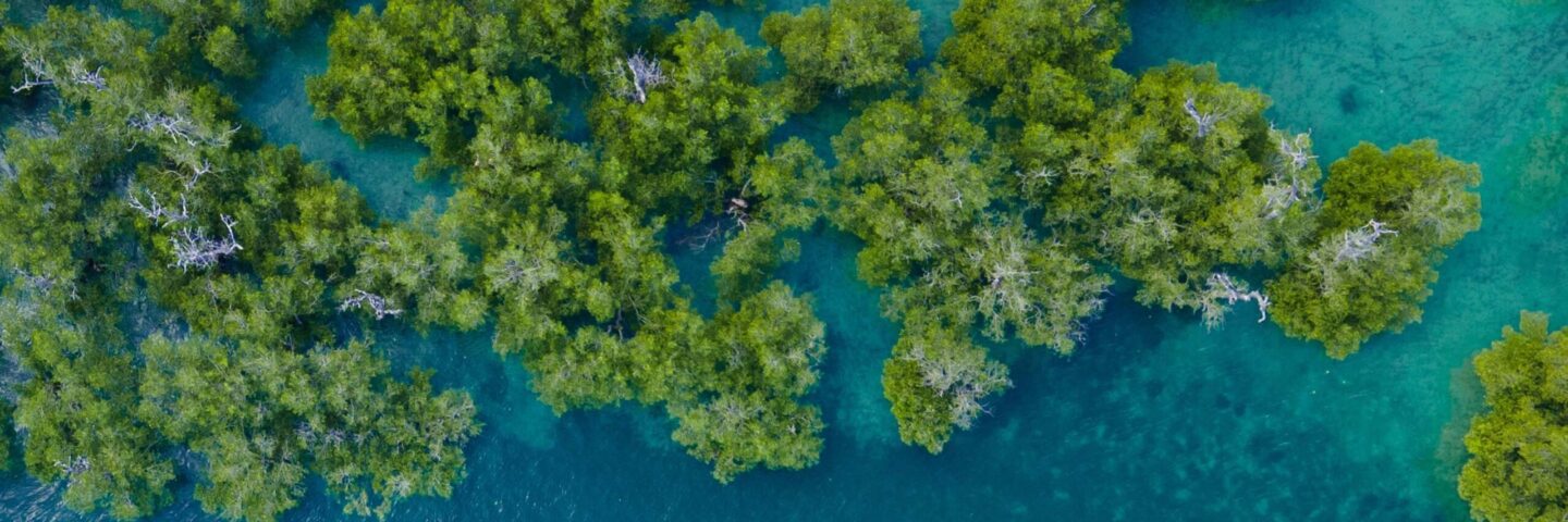 Mangrove-sustainability-header-1440x480